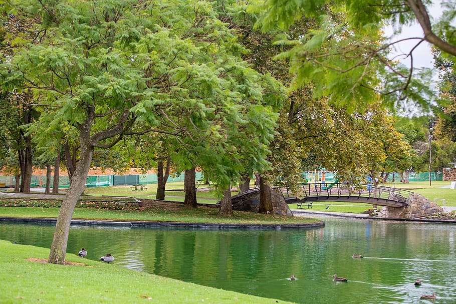 parque, verde, tranquilidad, árboles, pacífico, agua, patos, puente, durante el día, gore poro