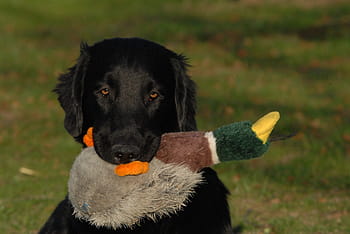 flatcoated-retriever-retriever-dog-animal-royalty-free-thumbnail.jpg