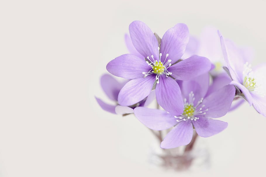 purple, petaled flowers, white, background, flowers, tender, petals, hepatica, purple spring flower, spring flower