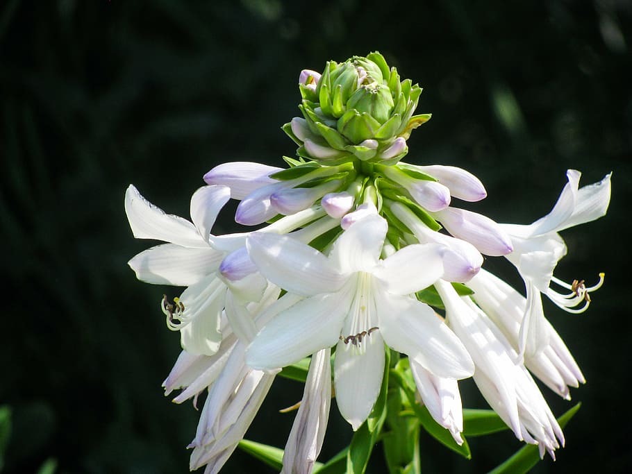 seletivo, fotografia de foco, branco, flores com pétalas, fechar, foto, pétala, flor, cor branca, planta