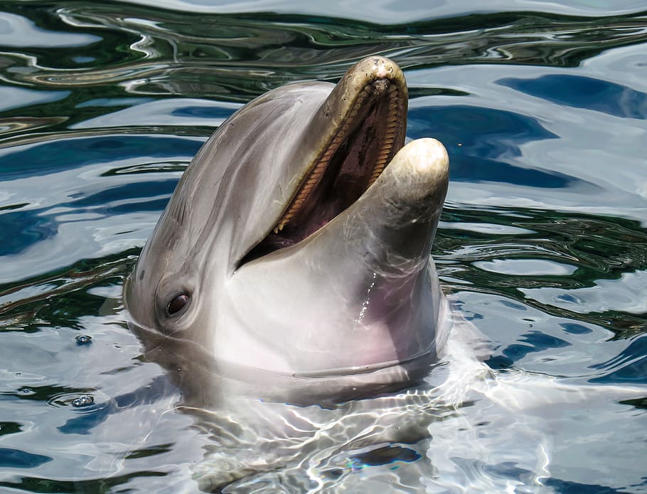 delfín, cuerpo, agua, mar, mamíferos marinos, sabio, inteligente, curioso, mostrar, meeresbewohner