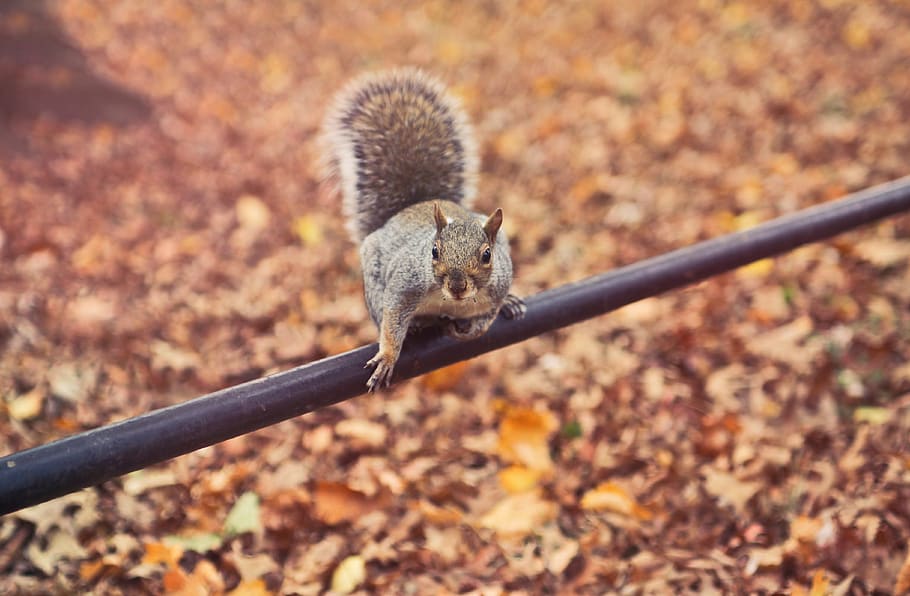 squirrel, startled, pole, animal, leaves, autumn, tail, fur, one animal, animal themes