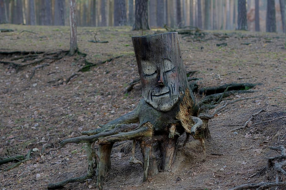 Tallado en madera, naturaleza, bosque, raíz, arte, sin gente, día, al aire  libre, primer plano, árbol | Pxfuel