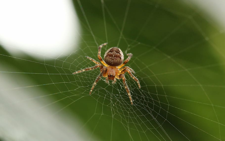 fotografi tertutup, coklat, labah-labah, jaring, putih, serangga, sarang laba-laba, tanaman, hijau, jaring laba-laba