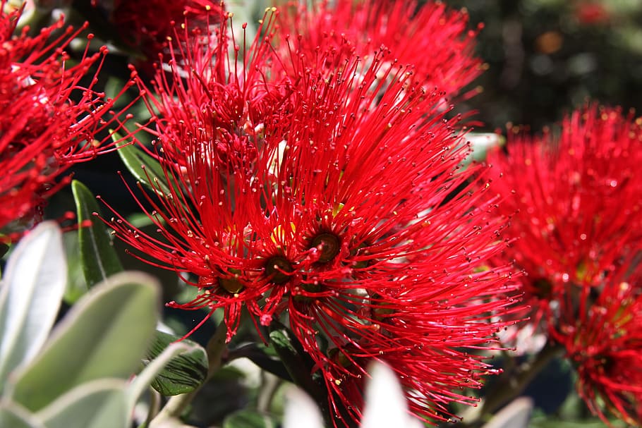 花, 植物, 自然, 庭, ニュージーランド, ポフトカワ, metrosideros excelsa, ニュージーランドのクリスマスツリー, 赤, 開花植物