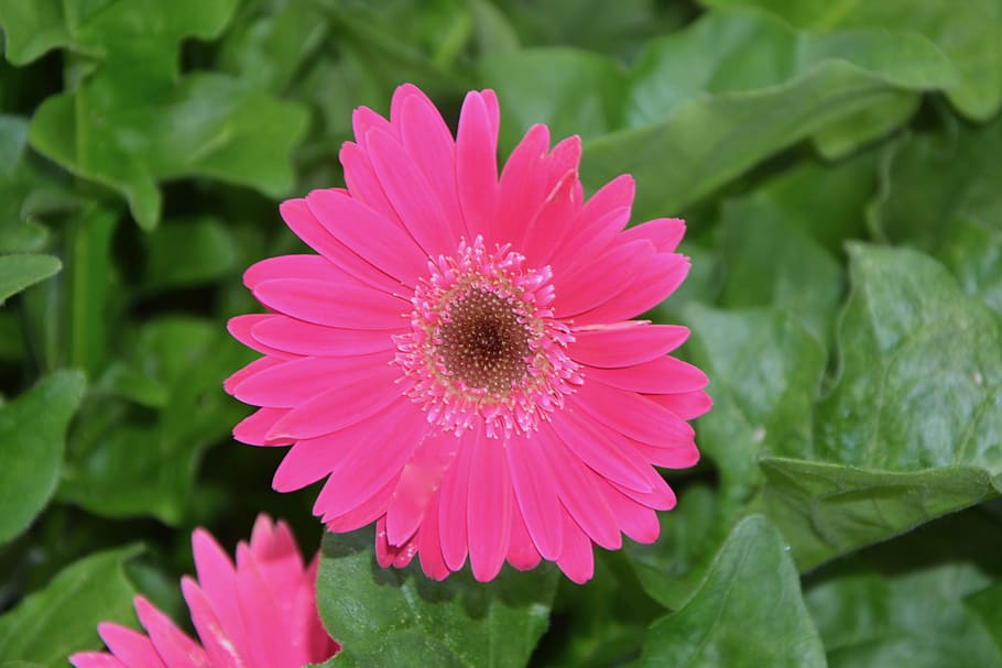 Pink Green Plant