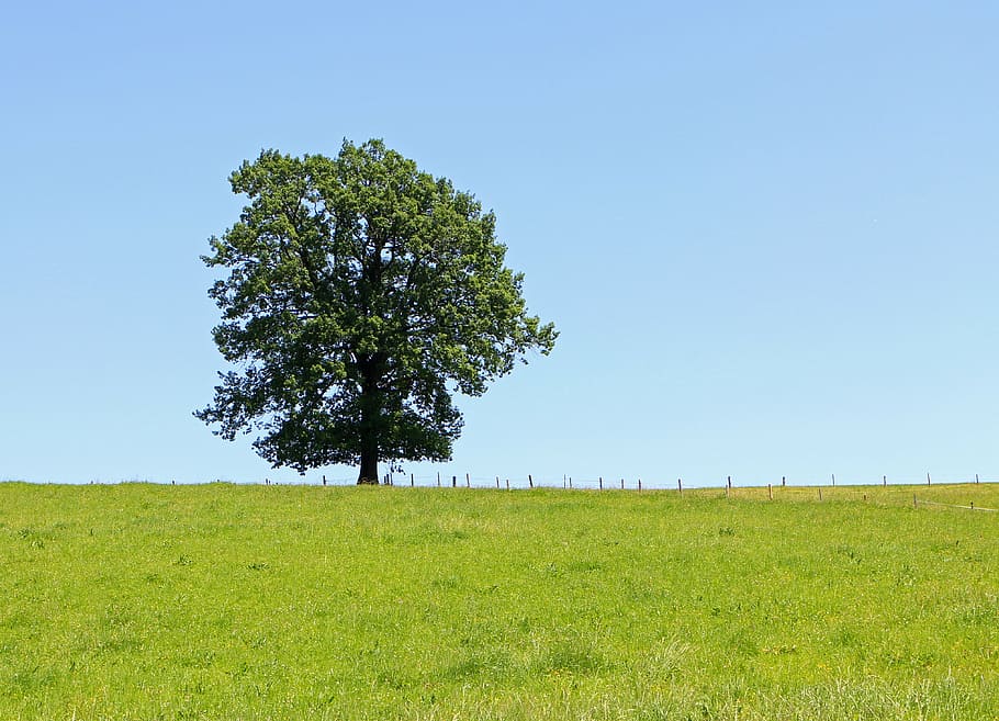green, tree, grass field, white, sky, individually, meadow, pasture, blue, plant