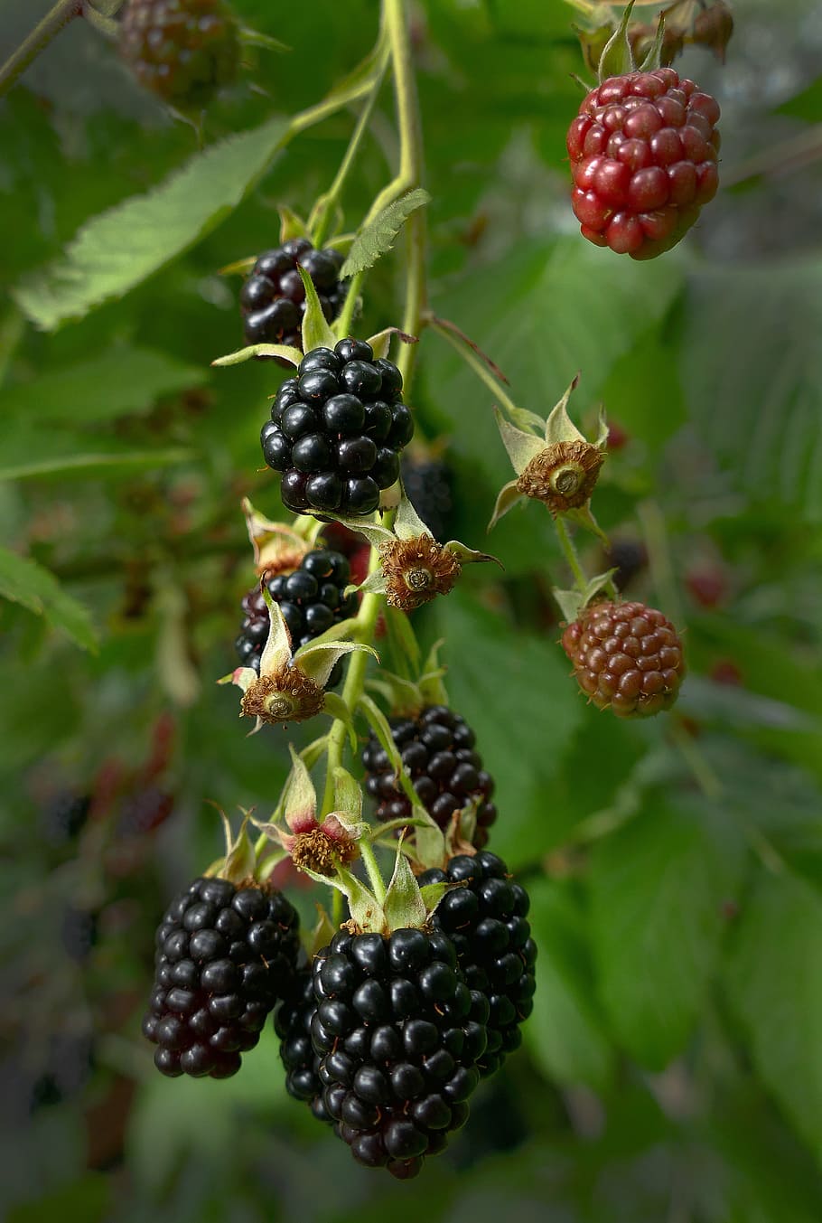blackberry, berries, fruit, bush, rubus sectio rubus, rosaceae, brāmberi, healthy, orchard, eigenbau