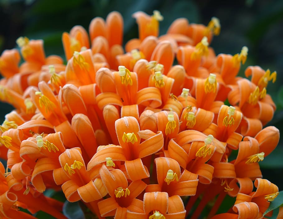 firecracker flower, flame vine, golden coral, three claw flower, northwest gold rain, close-up, flower, freshness, flowering plant, orange color