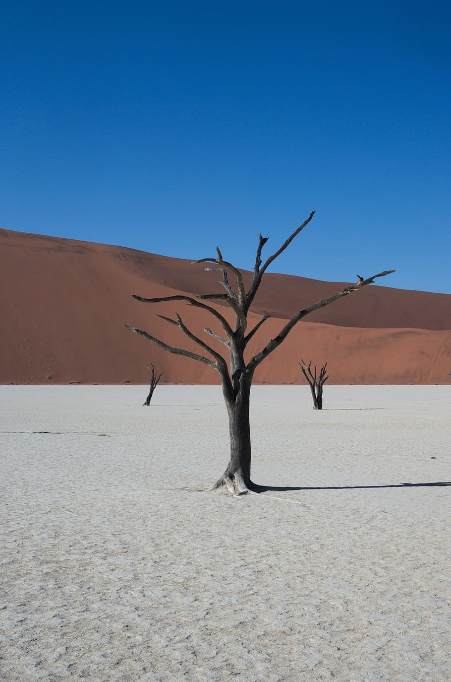 Deadvlei, Namibia, Desert, Dry, Tree, dry, tree, bare tree, arid climate, clear sky, dead plant