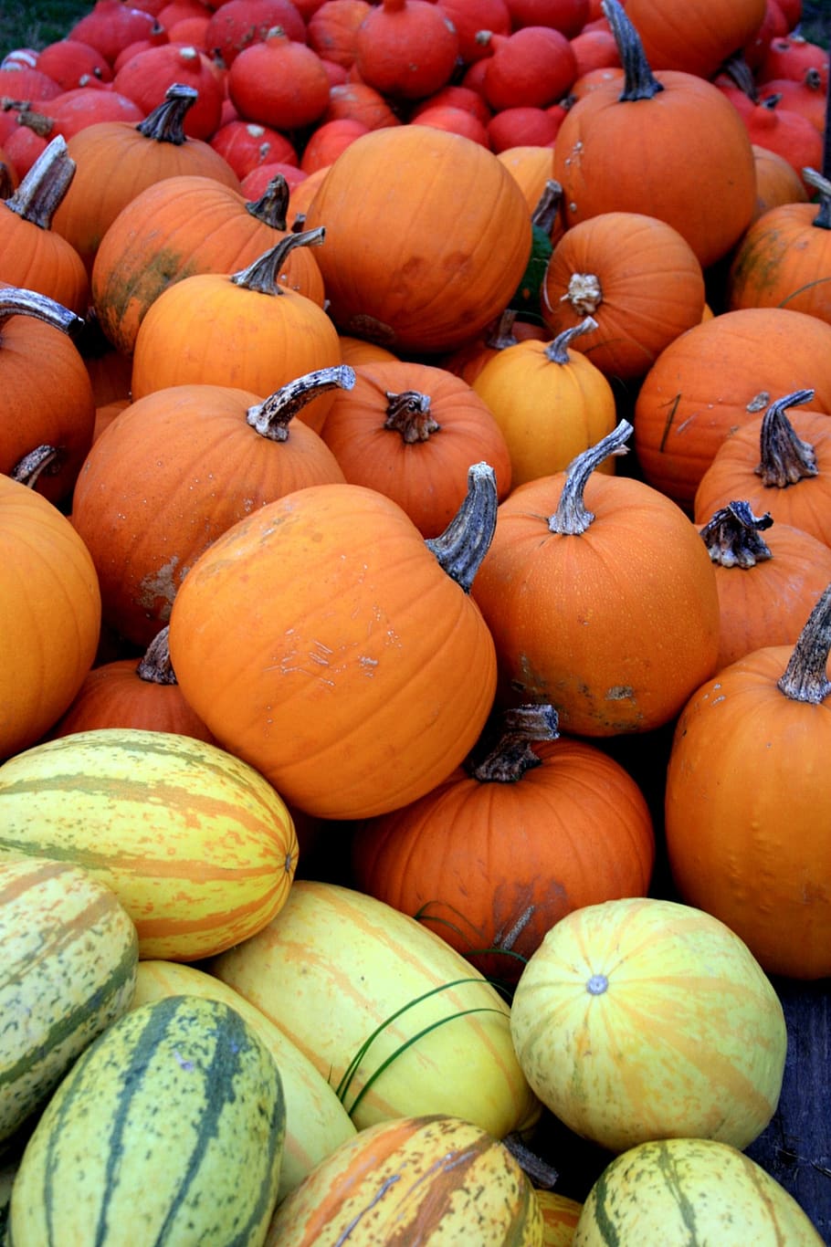 pumpkin, pumpkins, red, yellow, color, colorful, autumn, eat, plant, food