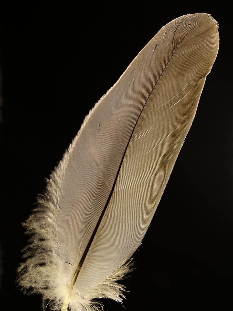 feather, bird feather, animal springs, airy, slightly, fluffy, lightweight, structure, bright, light