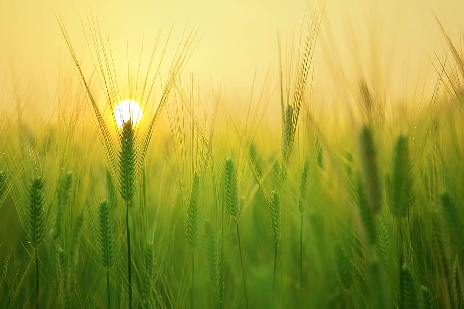 shallow, focus photography, green, plant, barley field, sunrise, morning, solar, cloud, landscape