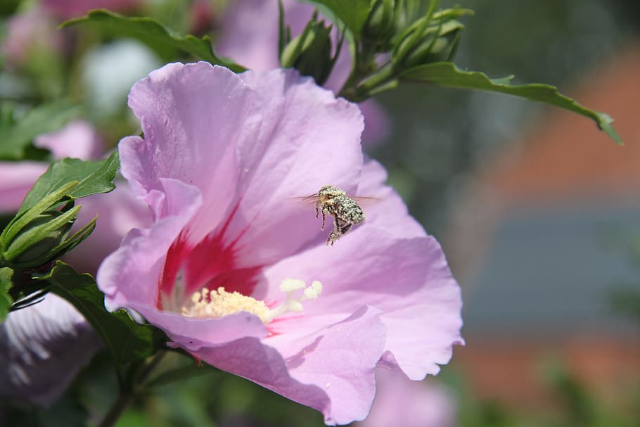 ハイビスカス, 花, 蜂, 蜂蜜, 養蜂家, 農薬, 昆虫, 受精, 振りかける, 受粉