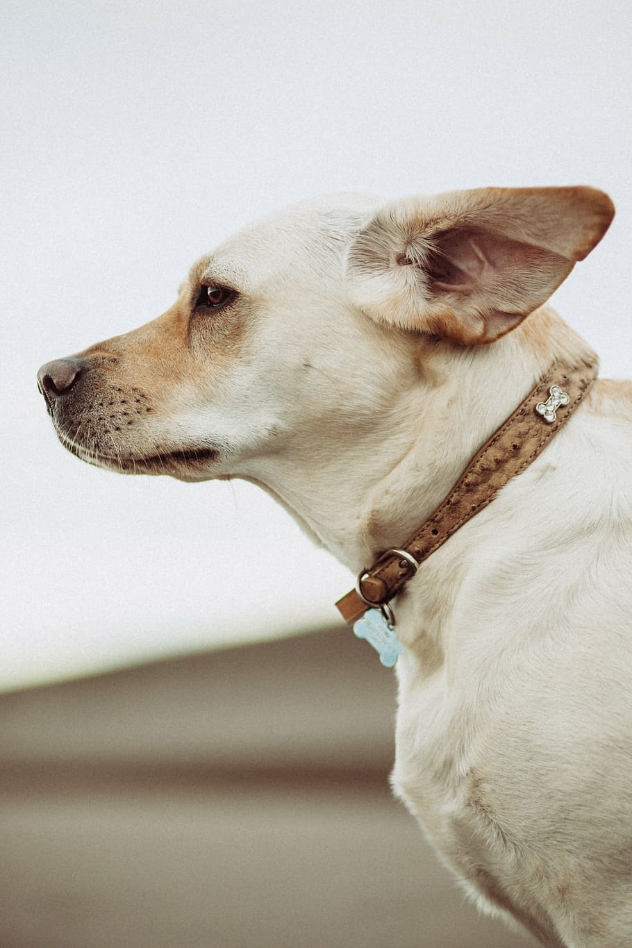 adulto, branco, foto de close-up de chihuahua, cão, animal, amigo, animal de estimação, animais de estimação, canino, bonito