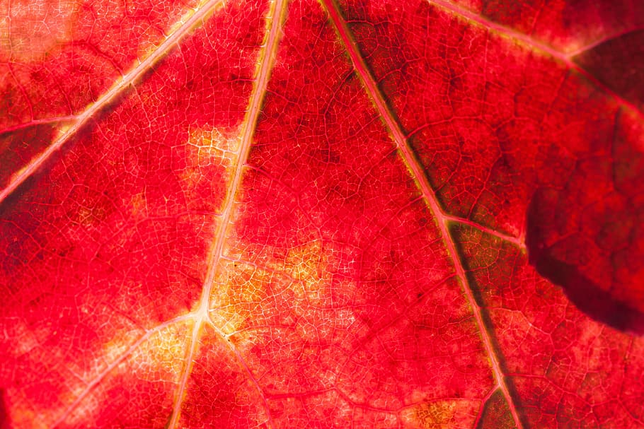 fotografi close-up daun maple, anggur, daun, panen anggur, kebun anggur, tanaman, musim gugur, warna musim gugur, cerah, daun anggur