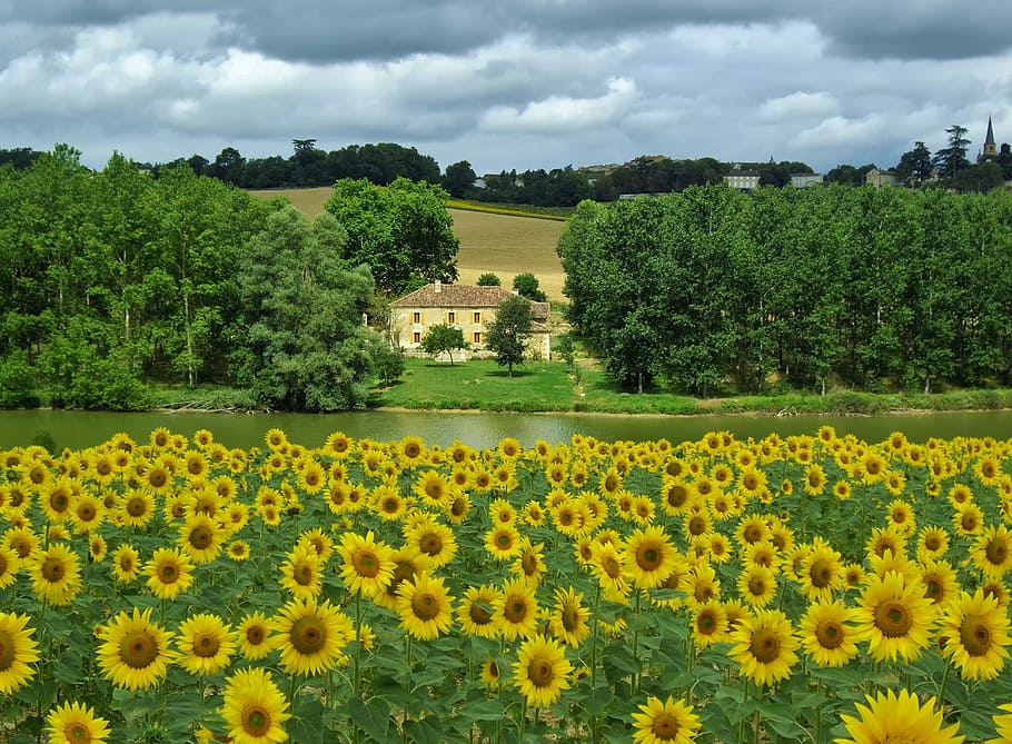 Lake, Jegun, France, photo of meadow Sunflowers, plant, growth, beauty in nature, flower, yellow, environment