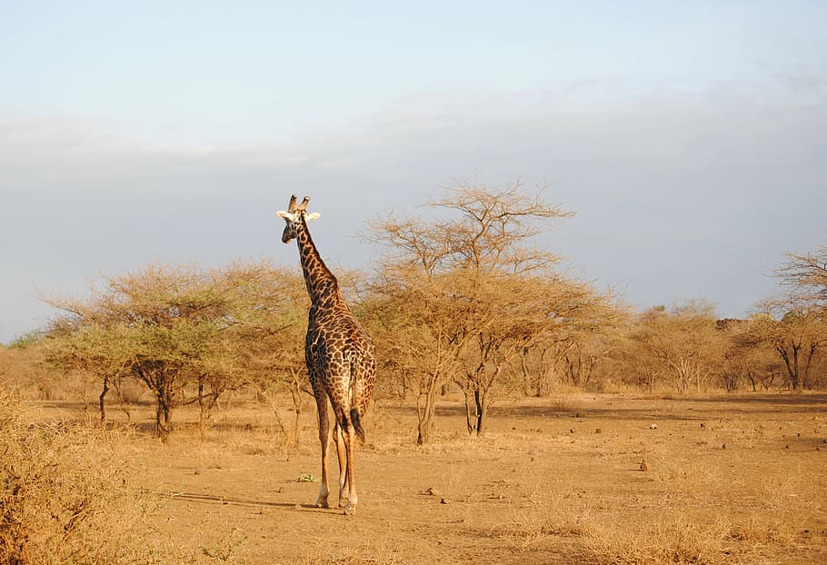 giraffe, standing, ground, kenya, tsavo, safari, national park, africa, wild animal, long jibe