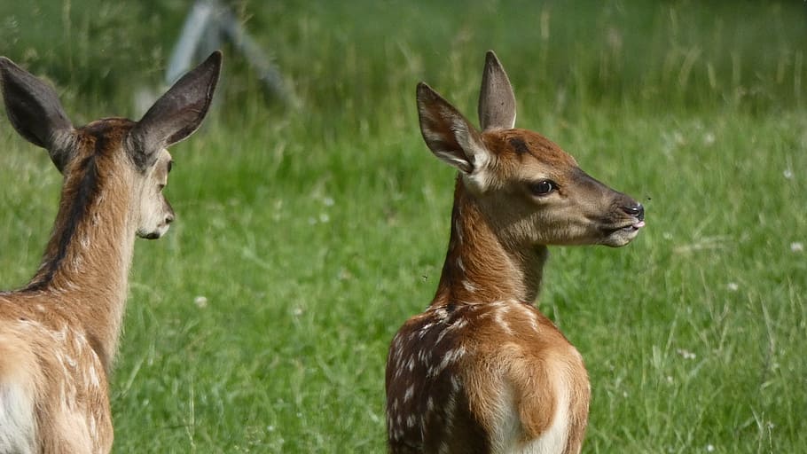 Roe Deer, Black Forest, Fawn, deer with fawn, babies, boy, young animal, grass, bambi, animal