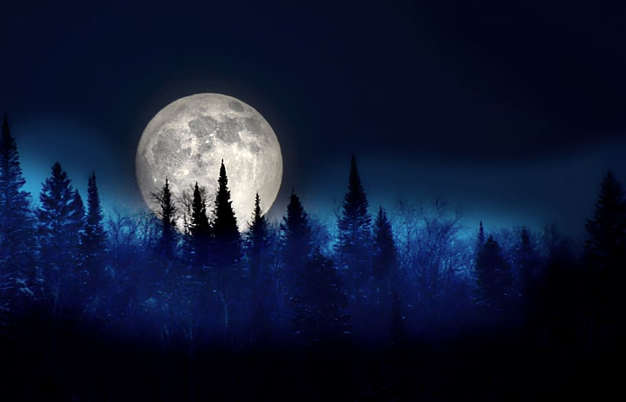 luna, árboles, noche, paisaje, silueta, cielo, abeto, oscuro, místico, naturaleza