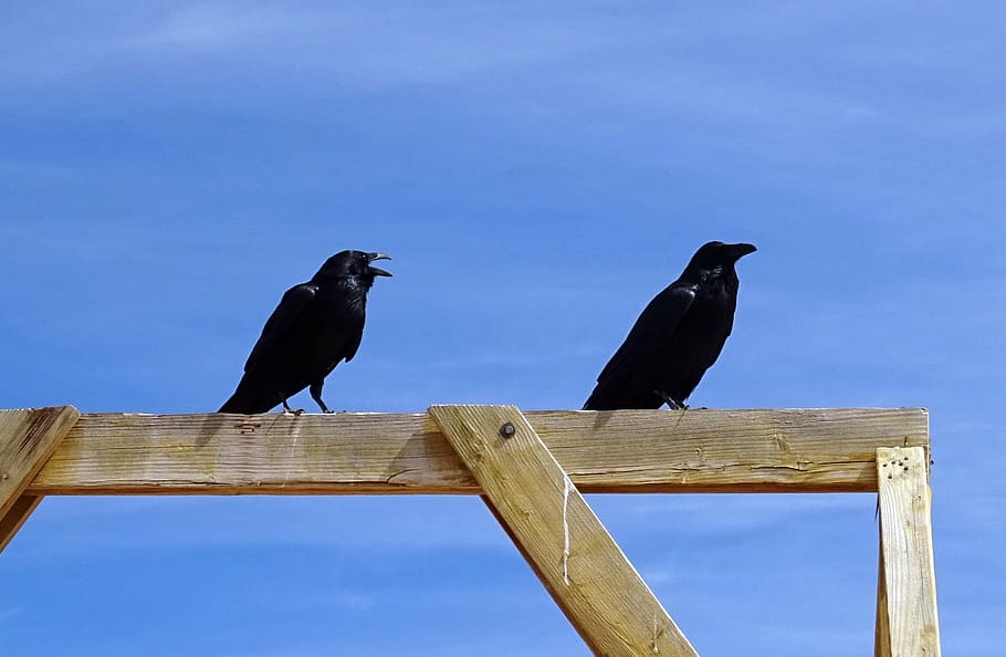 gagak umum, corvus corax, gagak utara, burung, gagak, hitam, mengamati burung, satwa liar, besar, unggas