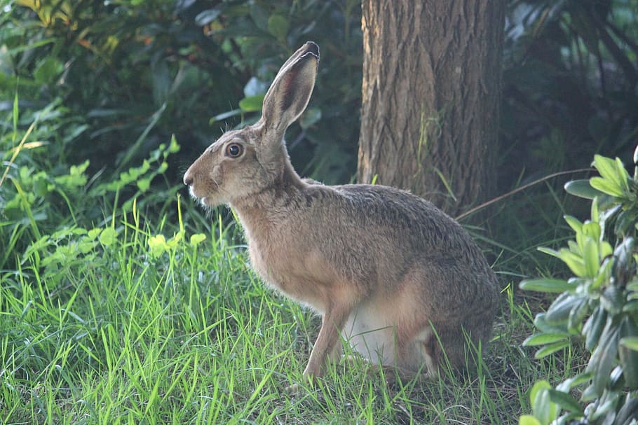 gray, hare, tree, Wild Hare, Wild Animal, long eared, ears big, wildlife photography, animals in the wild, animal themes