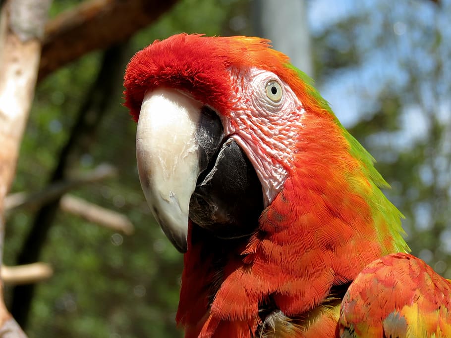 closeup, red, green, white, parrot, ara, light red, bird, colorful, plumage