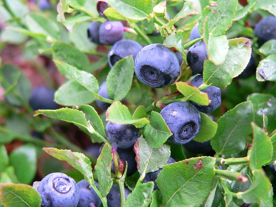blueberry, ungu, beri, biru, hutan, buah, makan sehat, makanan dan minuman, buah berry, makanan