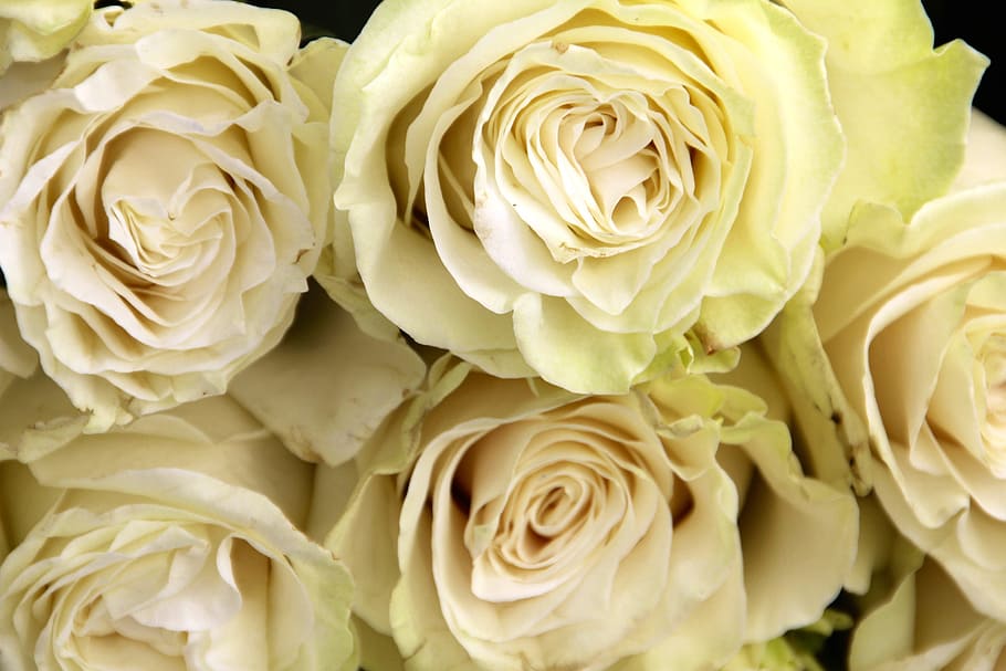 white rose flowers, white, roses, bouquet, wedding, blossom, bloom, flower, nature, white roses