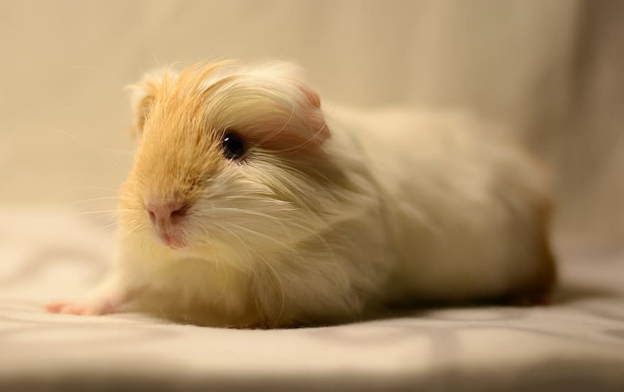 tan, white, Guinea Pig, cavy, cute, pet, rodent, one animal, pets, animal themes