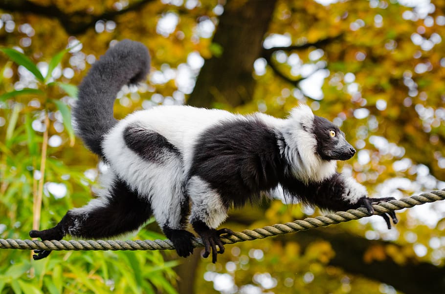 Black, White, Ruffed Lemur, ruffed, lemur, animal themes, one animal, animal, mammal, primate