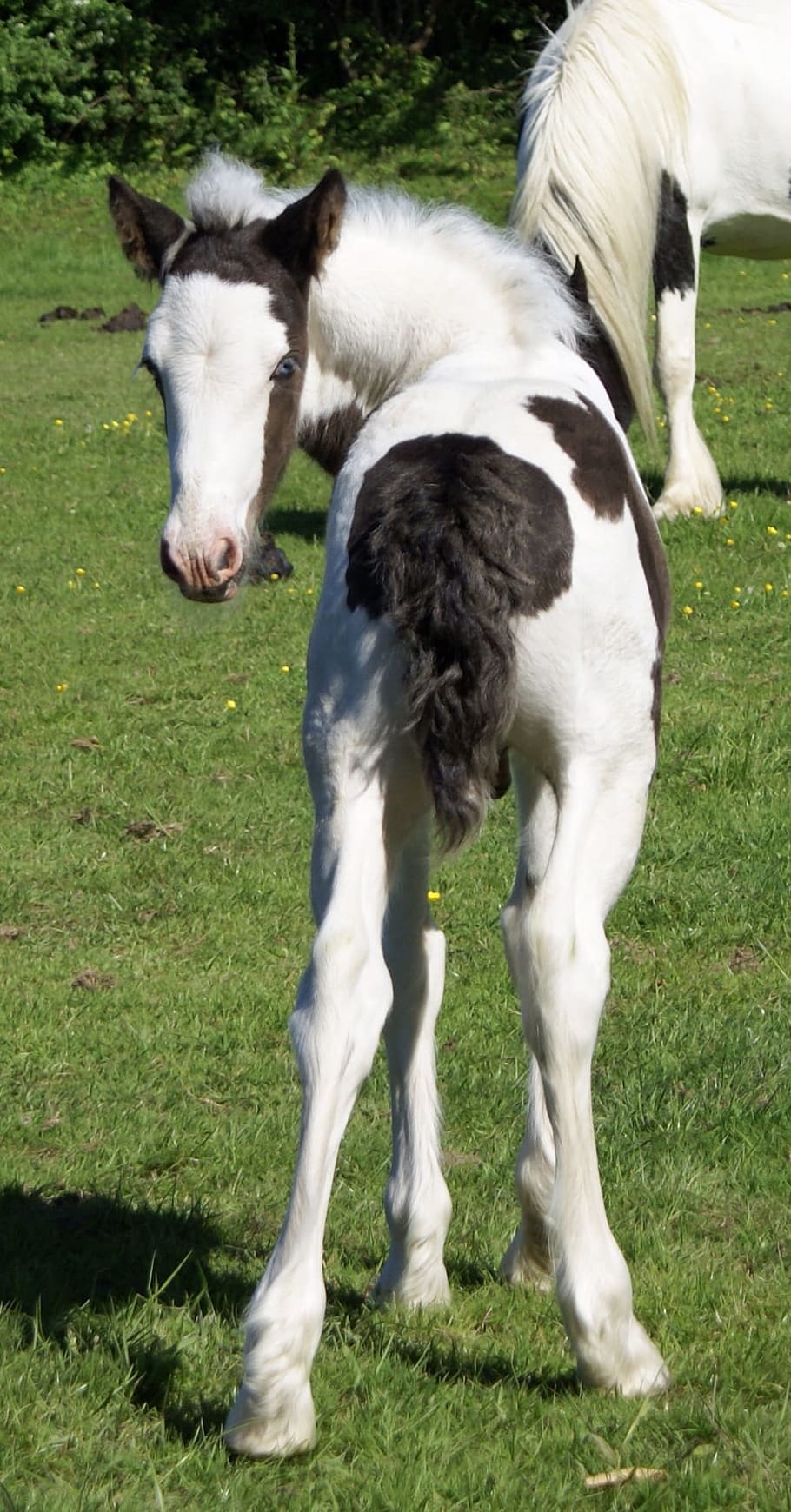 putih, hitam, kuda, Foal, Bawah, Piebald, skewbald muda, colt, pony, lucu