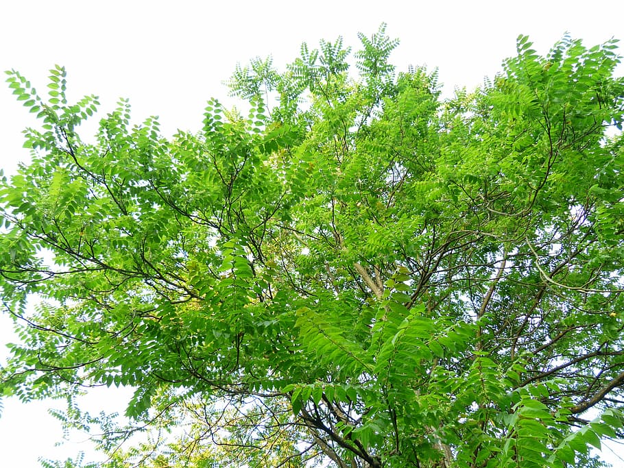 Корона, Дерево, Листья, Листва, ailanthus altissima, зеленый, лиственное дерево, ailanthus, оранжерея горького ясеня, simaroubaceae