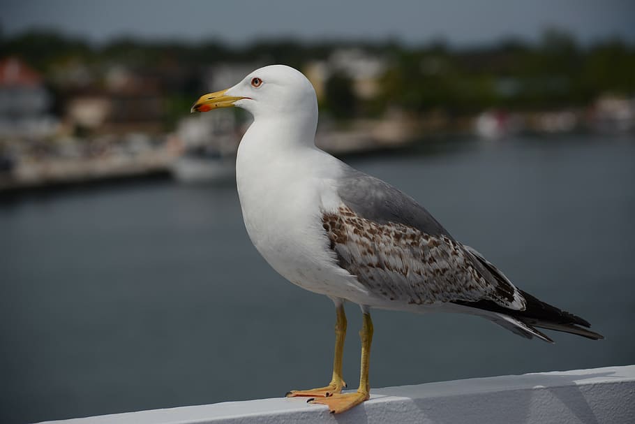 seagull, gull, bird, great, seaside, animal themes, animal, animals in the wild, vertebrate, animal wildlife