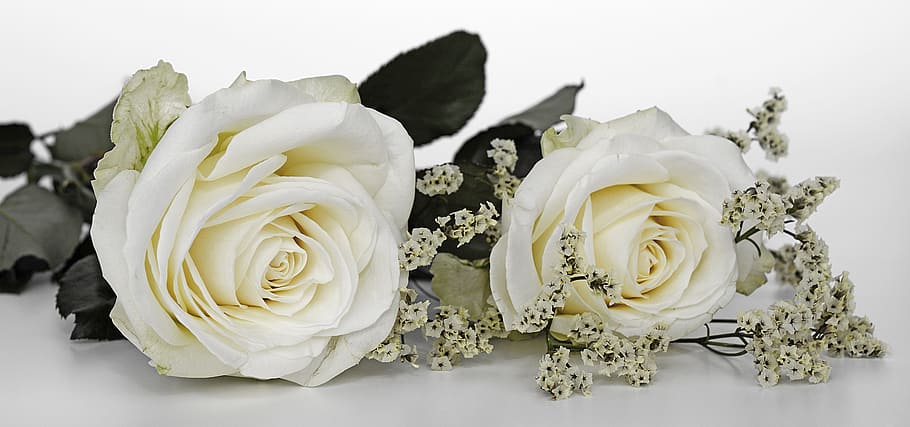 dua mawar putih, mawar, pernikahan, bunga mawar, bunga, putih, gypsophila, alam, cinta, janji