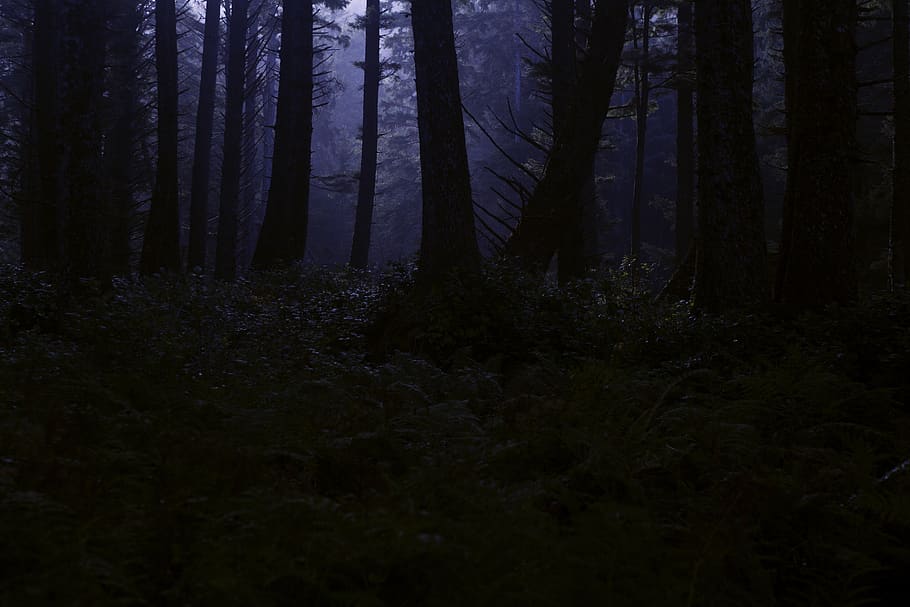 dark forest, creepy woods, woodland, night, midnight, forest, horror, dark, spooky, fantasy