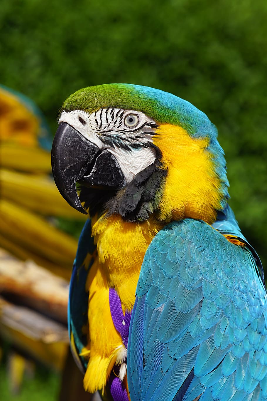 ara, blue, parrot, bird, animal, animal themes, animal wildlife, macaw, vertebrate, one animal