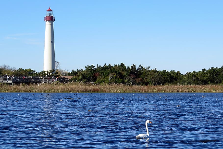 lighthouse, swan, wetlands, cape may, new jersey, nature, water, built structure, tower, day