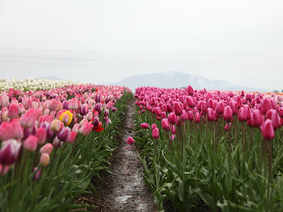 pink, white, tulips garden, europe amsterdam, netherlands, sky, tulip, petal, flower, plant
