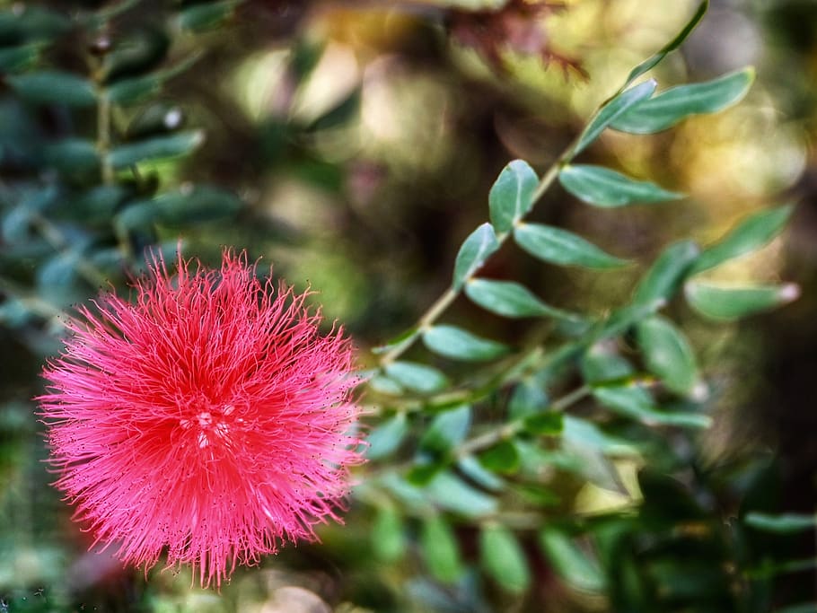 kaliandra, bunga, halus, mekar, berkembang, berwarna merah muda, keindahan, bedak, musim semi, Mimosaceae