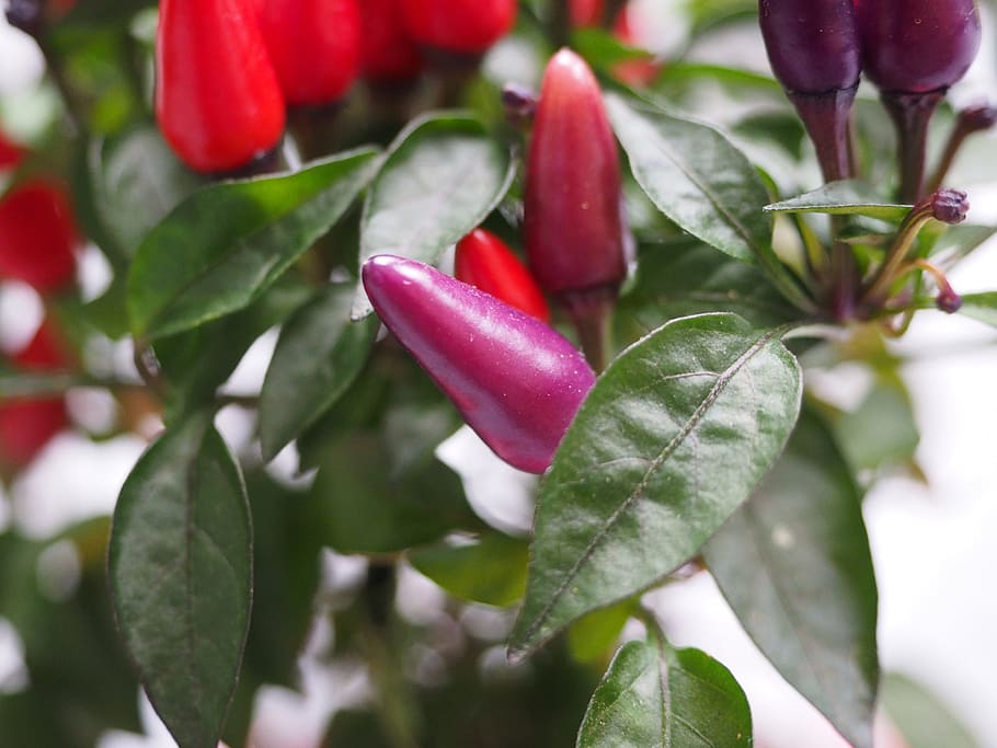 Ornamental, Peppers, Fruits, Chili, Berry, ornamental peppers, chili berry, violet, red, capsicum salsa