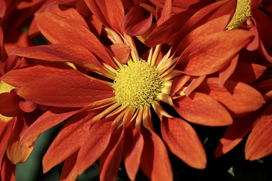 red flower, aster, autumn, autumn-flowers, fall asters, nature, red, orange, yellow, autumn flower