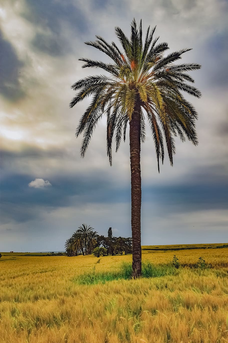 palm tree, trees, landscape, scenery, nature, meadow, sky, clouds, stormy weather, larnaca