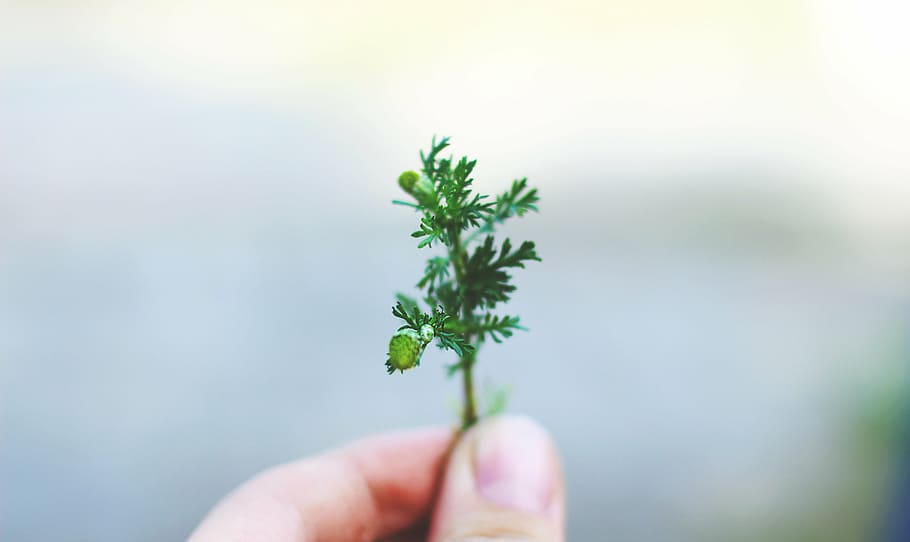 person, holding, green, plant, leaf, blur, hand, human hand, human body part, human finger