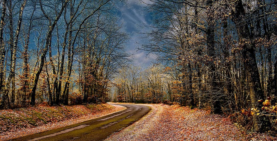 rota, en, hiver, fotografia de árvores florestais, árvore, plantar, caminho a seguir, direção, tranquilidade, outono