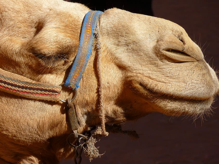 Petra, Jordan, Holiday, Travel, petra, jordan, middle east, camel, animal, foot, desert