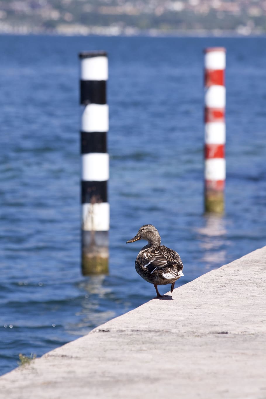Mallard, Female, Bird, Ducks, swimming duck, bank, promenade, lake, pier, piles