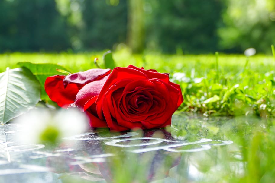 rose, grave, cemetery, death, tombstone, flower, tomb, red, grabschmuck,  mourning | Pxfuel