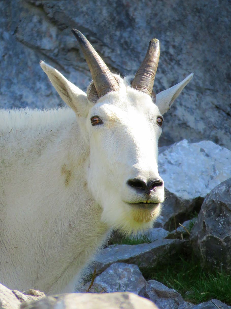 White Mountain, Mountain Goat, Horned, white mountain goat, goat, horned goat, one animal, snow, animal body part, winter