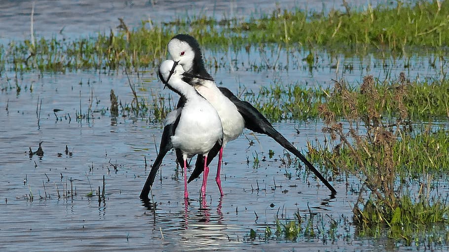 Pied stilt, white-and-black birds on swamp, animals in the wild, animal wildlife, animal, bird, water, animal themes, vertebrate, lake